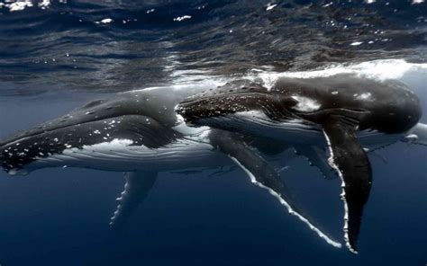 Humpback Whale Wallpapers Wallpaper Cave