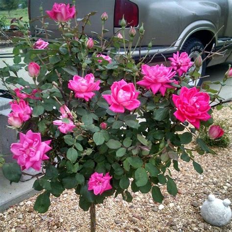 Pink Double Knock Out Rose Tree —