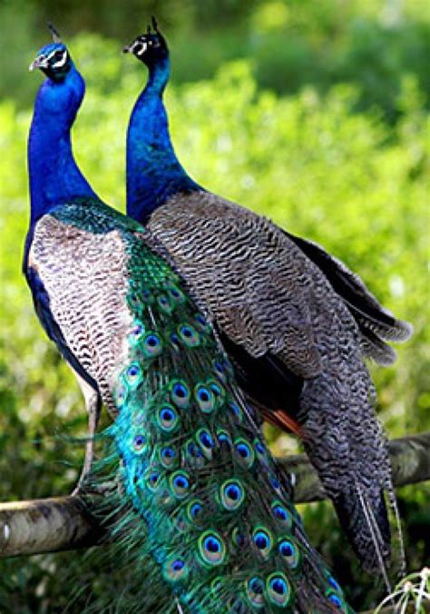 Peacock And Peahen Peacock Pictures