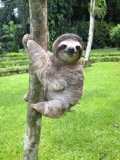 Tree Hugging Sloth Just Hanging Out As Usual Cute Sloth Pictures