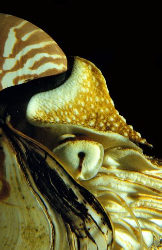 Nautilus Nautilus Macromphalus Close Up Of Head Stock Photo Download