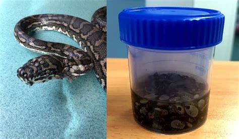 Australian Snake Catcher Captures Tick Infested Python With Over 500