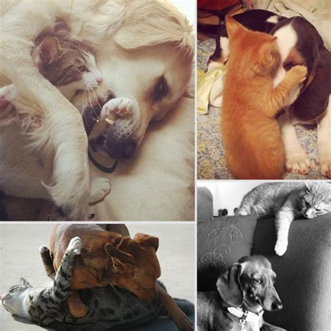 Cute Pictures Of Cats And Dogs Playing Together Popsugar