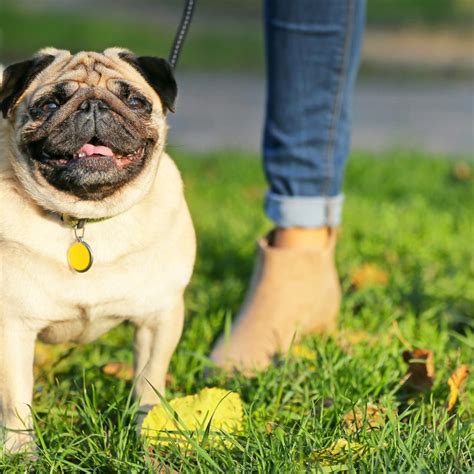 Potty Training Your Pug Kooky Pugs