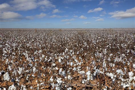 Texas Cotton Field At Harvest 1 Texas Panhandle Images From Texas