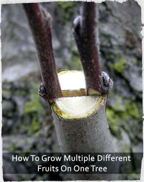 How To Grow Multiple Different Fruits On One Tree Shtfpreparedness