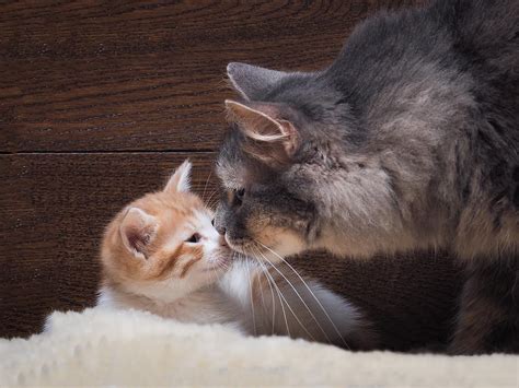 How Long Should Kittens Stay With Their Mother Excited Cats