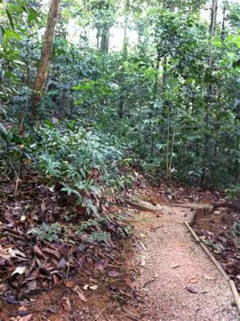 It was gazetted in 1906 and was formerly known as bucket weld forest reserve followed by bukit nanas forest reserve. Bukit Nanas Forest Reserve (Kuala Lumpur, Malaysia) on ...