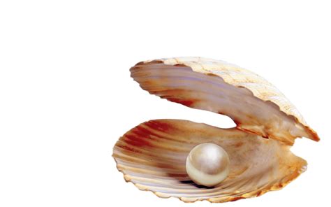 Clam clipart transparent background pearl, Clam transparent background pearl Transparent FREE ...