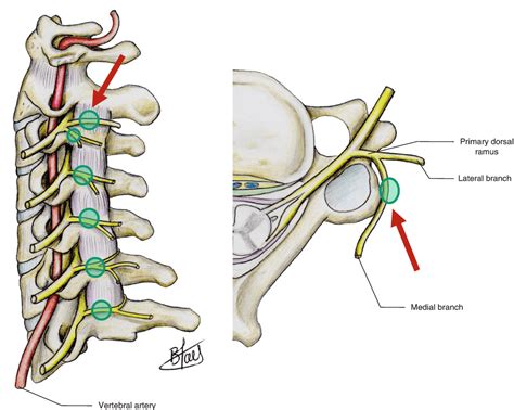 Nerves Innervation Of The Spine Musculoskeletal Key