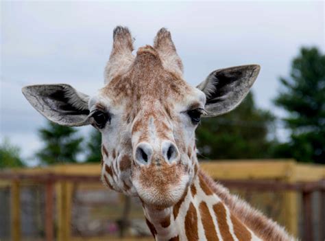 April The Giraffe Dies Aged 20 Four Years After Her Pregnancy Went