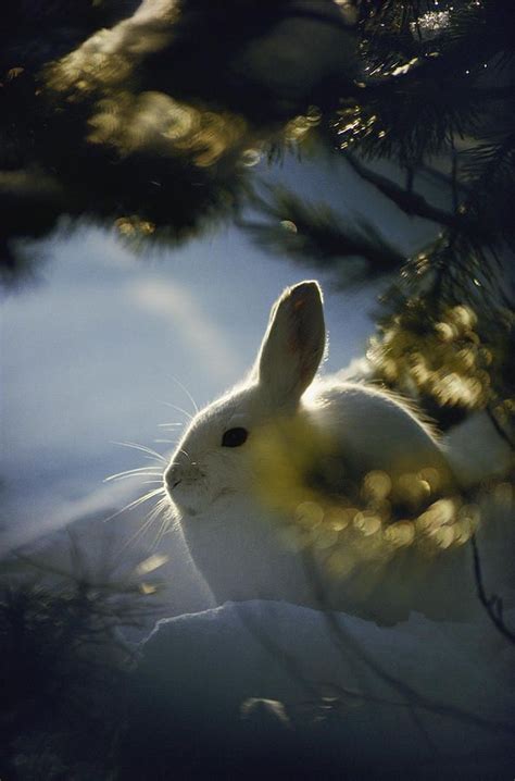 Snowshoe Hare Michael S Quinton Backlit Portrait Animals Animals