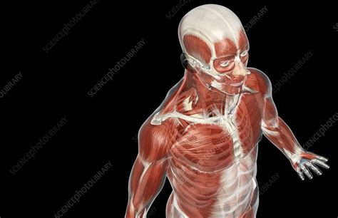 The location of a muscle in the body is important. The muscles of the upper body - Stock Image - C008/0891 ...