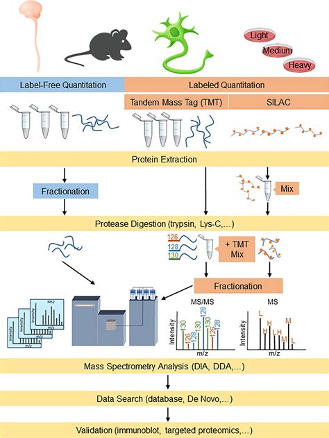 Frontiers Proteomics Approaches For Biomarker And Drug Target