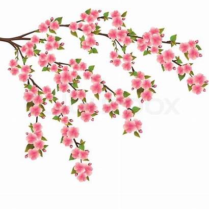 Vector Blossom Cherry Sakura Tree Japanese Background