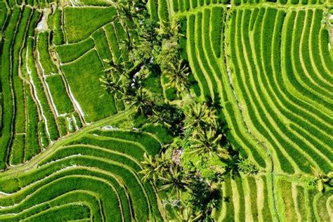 5 Wisata Ladang Sawah Terindah Di Indonesia Bikin Hati Adem