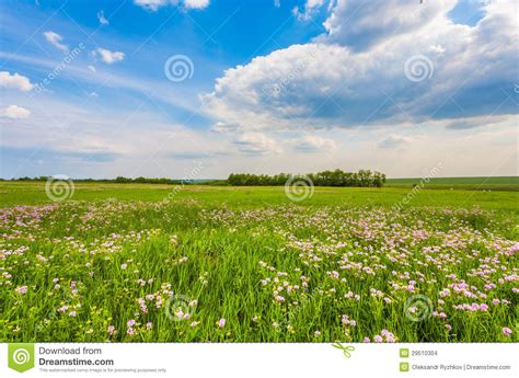 Meadow With Green Grass And Blue Sky Stock Photo Image Of Plain
