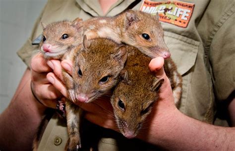 Baby Quolls A Boost For Breeding Program Australian Geographic
