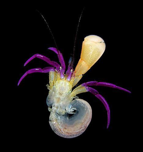 Yellow And Purple Pylopaguropsis Lemaitrei From Moorea Beautiful Sea
