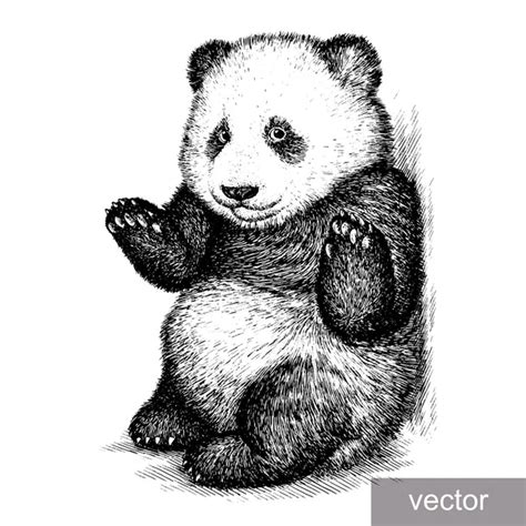 Engrave Panda Bear Illustration — Stock Vector © Doublebubble 87050942