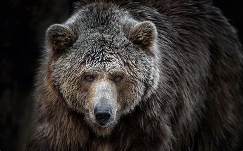Wallpaper Animals Wildlife Bears Fur Wilderness