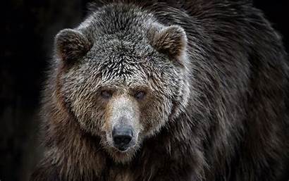 Grizzly Bears Animals Bear Wallpapers Desktop Animal