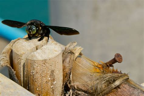 All About The Habits And Traits Of Busy Burrowing Carpenter Bees