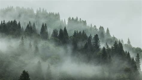 Misty Mountain Forest Fog Blowing Over Mountain With Pine Tree Forest