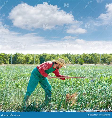 Homem Do Fazendeiro Que Trabalha No Pomar Da Cebola Com Enxada Foto De