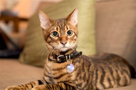 Toyger Cat Characteristics History Pros And Cons