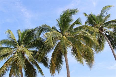 Palm Tree 4k Ultra Hd Wallpaper