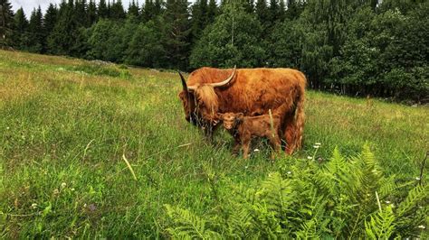 Scottish Highland Cattle In Finland First Calf Of 2020 Youtube