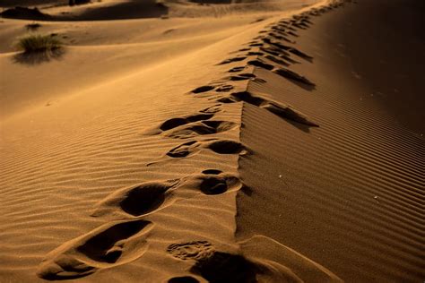 Hd Wallpaper Sand Dune With Foot Prints Bush Dawn Desert Foot