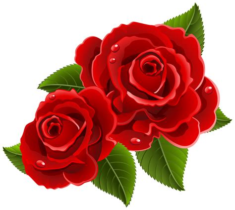 Rosas Vermelhas Em Png Transparent Png Kindpng Vrogue Co