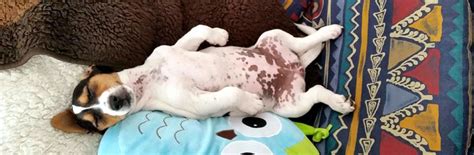 I have a dark brown birthmark on the back of my leg (pic attached). Jack Russell Terrier JRTCA Advice - Spots on Skin/Coat FAQ ...