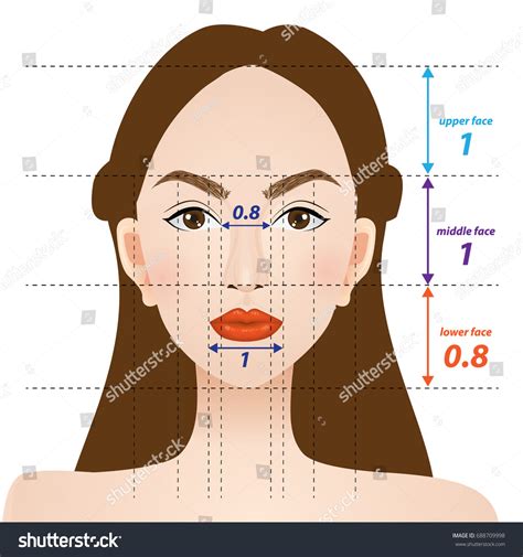 Perfect Face Proportions Vector Illustration Stock Vector Royalty Free 688709998 Shutterstock