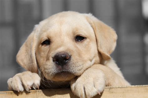 One of the things that you might be considering. Labrador Puppies: The Best Dog Food You Can Buy For Your ...