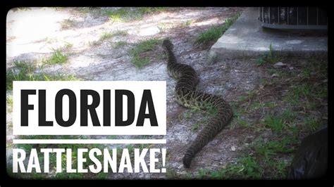 The problem is that i think i have seen a snake about 2cm thick and think that it may injure my pet chickens and duck or hurt one of my siblings. Massive Backyard Rattlesnake - YouTube