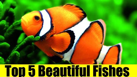 Top 5 Most Beautiful Fishes In The World Youtube