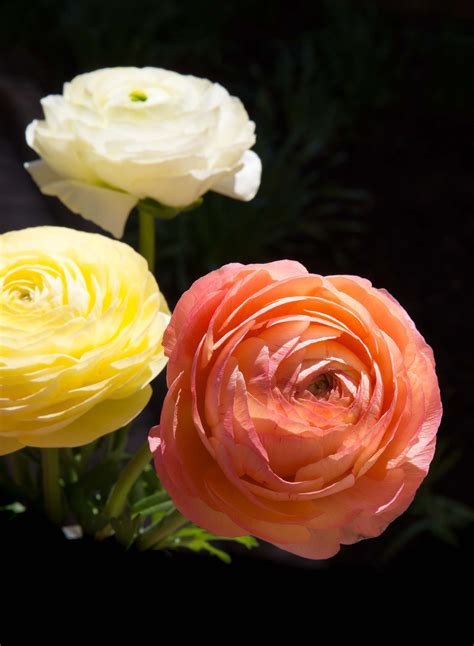 Ranunculus Asiaticus Mache™ Pastel Mix Is A Seed Grown Strain Of