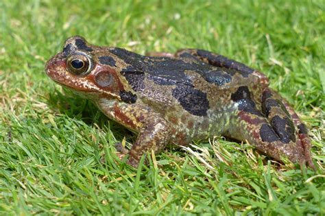 Frog On Lawn