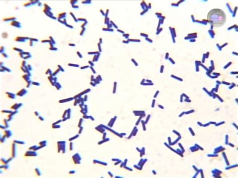 Bacteria Names Name And Gram Stain At Loma Linda Academy