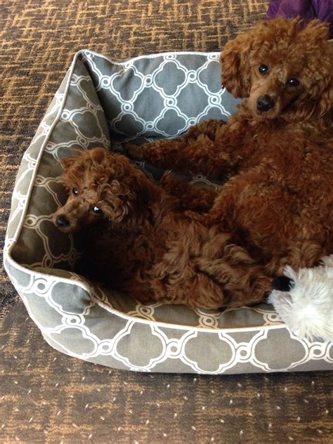 Leo And Charlie Red Miniature Poodles 15 Months And 12 Weeks Toy