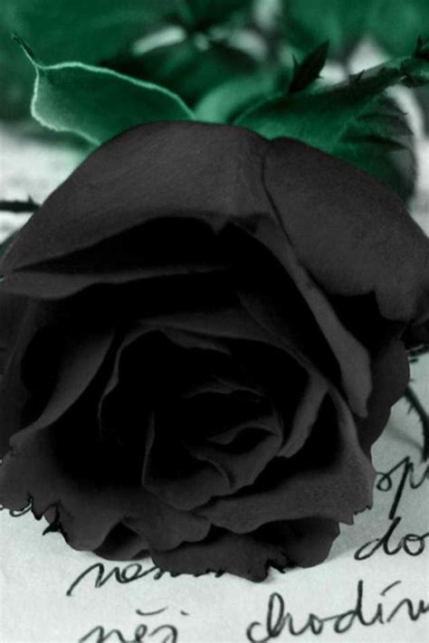 Black Rose Black Rose Flower Purple Roses Black Flowers