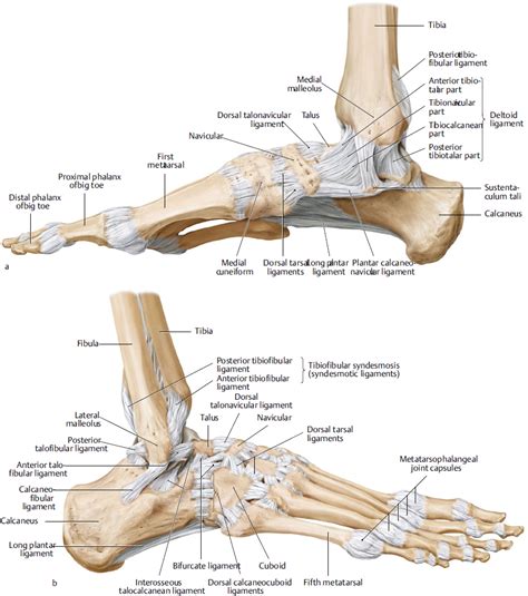 Anatomy Of The Ankle Bones Ankle Joint Anatomy Concise Medical