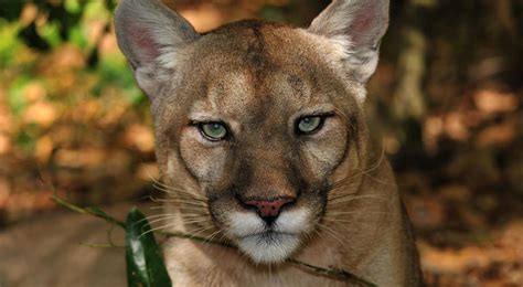 Florida Panther Kittens Caloosahatchee