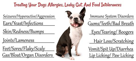 Common Dog Allergies Holistic And Organix Pet Shoppe