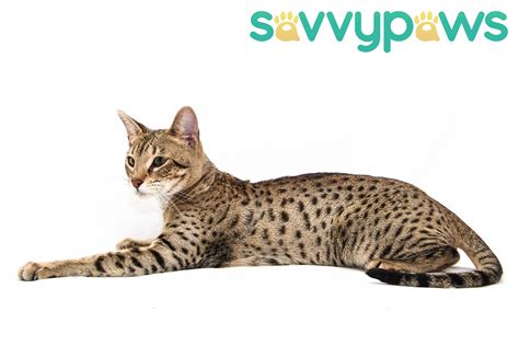 What Is A Savannnah Cat Savvy Paws Savannah Cats Medium