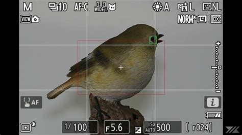 Nikon Z9 Bird Detection Behavior By Different Af Area Mode Youtube