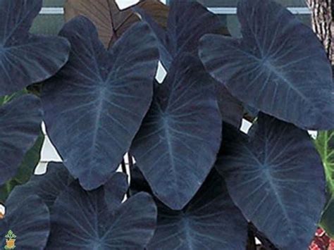 Plant the elephant ear plant in an area. Black Magic Elephant Ear — PlantingTree.com in 2020 | Black elephant ears, Bulb flowers, Plants